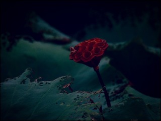 C8ED80DD-FE73-4C44-9967-66AF7B2815D7/L0/001