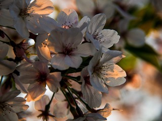 A72598D5-5ADD-47E3-B077-0F7685ECF243/L0/001