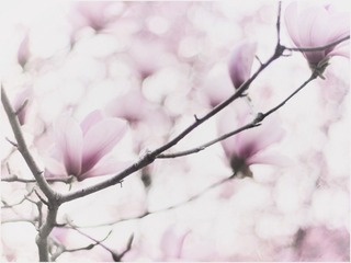 61D02FAA-DAF7-468A-B961-592B62F53507/L0/001