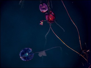 3C16E3AB-DB39-4C89-8EF9-29C7AE7E5097/L0/001
