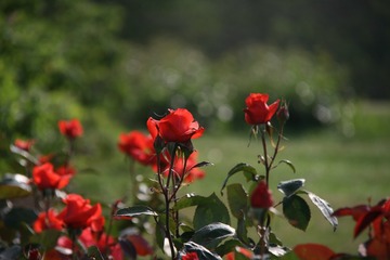 CC086E2D-0312-4EF0-A7E5-C7DCEBB0F429/L0/001