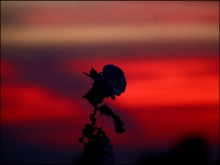 693CF568-6B3A-4625-9678-BB1C71F24AFD/L0/001