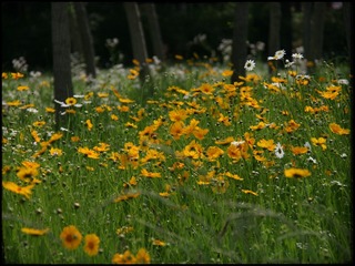 D134A339-BEE5-4AB6-A251-C05EE3AEB002/L0/001