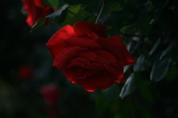 BA44F026-E41A-4EBB-B792-29FD3FE6E6A4/L0/001