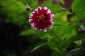 IMGP1121.jpg