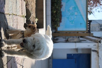 IMG_0387.JPG