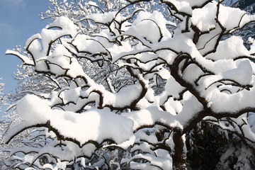 IMG_9286.JPG