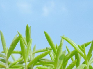 P2130490-1_副本.jpg
