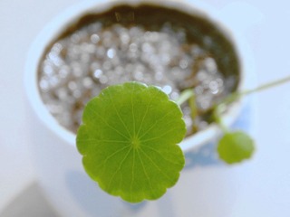 绿叶恋爱时变成了花.jpg
