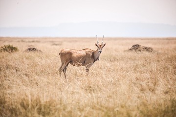 20130720-DSC_2331.jpg