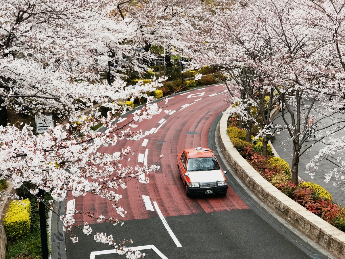 樱花盛开的马路拍摄于东京
