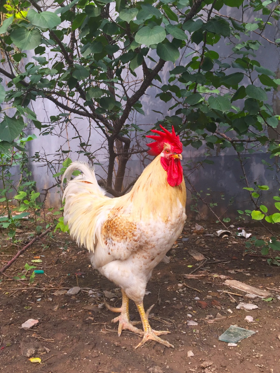 一只漂亮的大公鸡 - 特级婴语教师 - 图虫