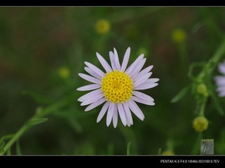 IMGP8346.jpg