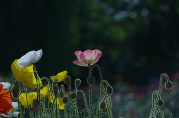 IMGP8752.jpg