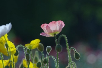 IMGP8764.jpg