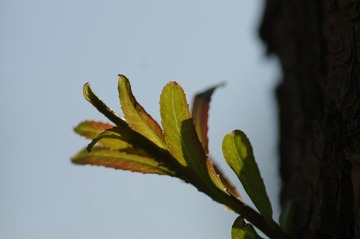 IMGP8805.jpg