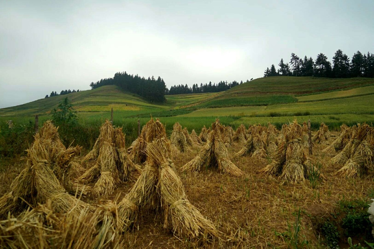 阿德售冬虫夏草 - 图虫