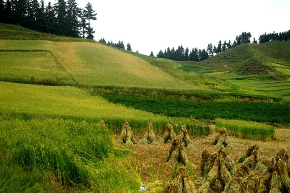 阿德售冬虫夏草 - 图虫