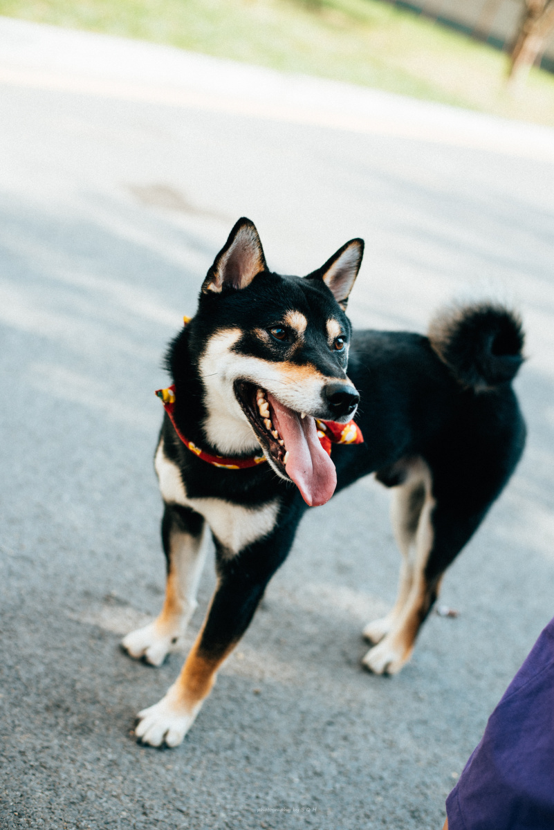 柴犬宠物摄影