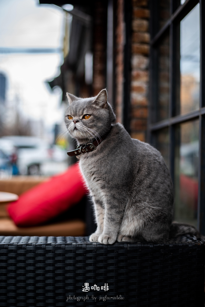 宠物摄影——英国短毛猫 蓝猫