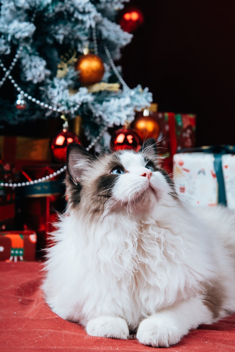 宠物摄影布偶猫圣诞主题系列