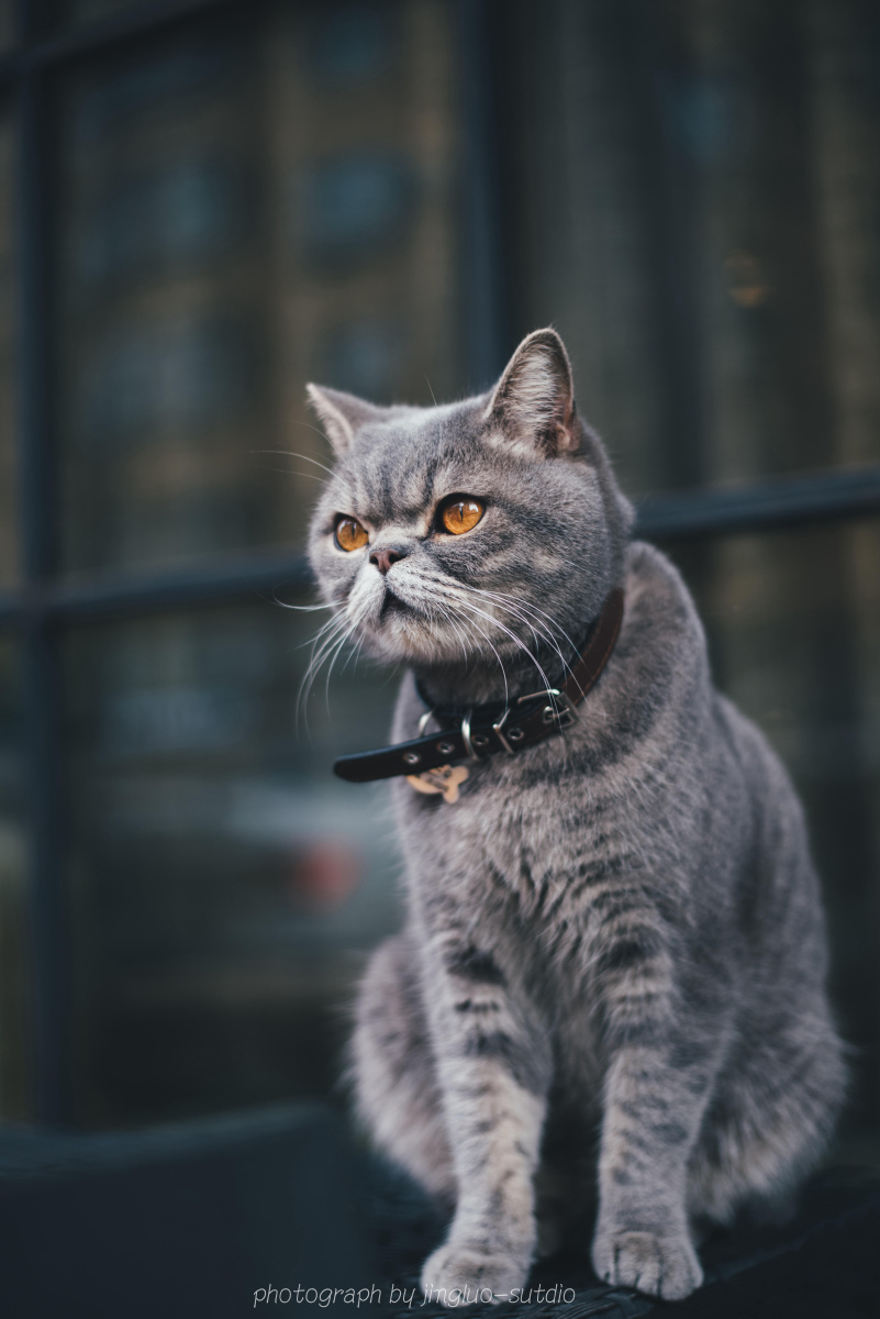 宠物摄影——英国短毛猫 蓝猫