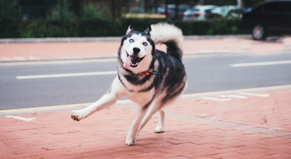 飞奔而来的快乐哈士奇宠物摄影