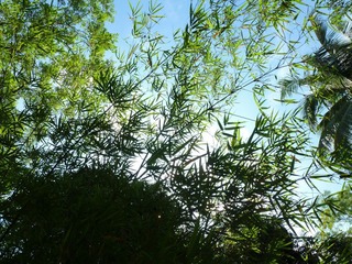 P1180527-1.jpg