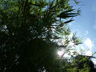 P1180528-1.jpg