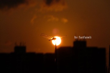 P1210250-2.jpg