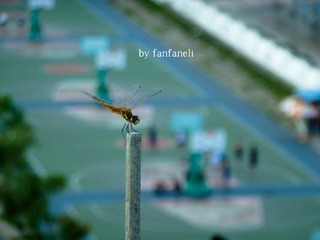 P1220446-2.jpg
