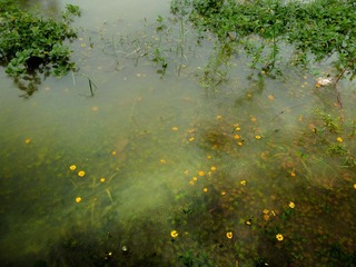 P1090951-2.jpg