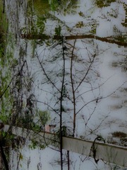 P1090998-2.jpg