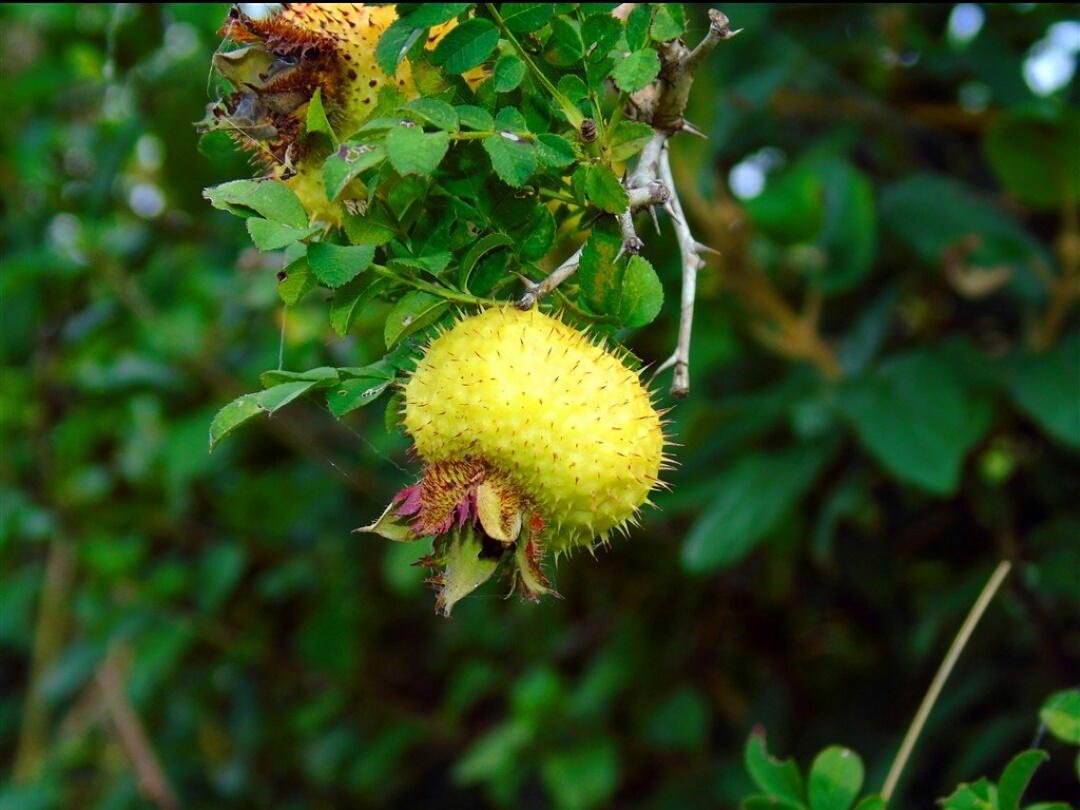匠心天刺梨 - 图虫