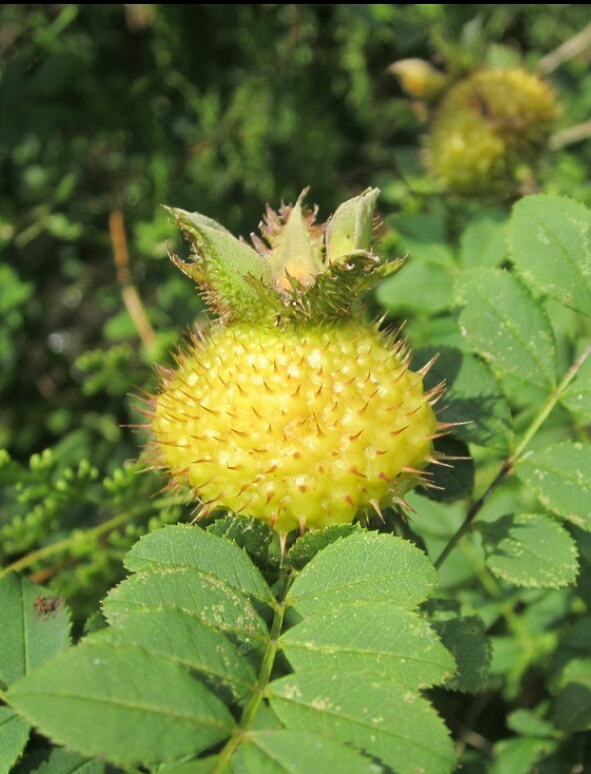 匠心天刺梨 - 图虫