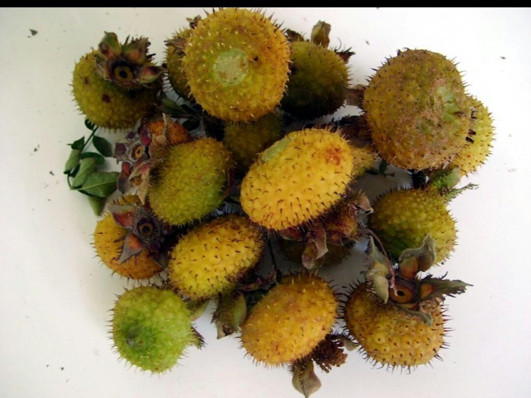 匠心天刺梨 - 图虫