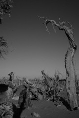 DSC03256.JPG