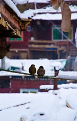 DSC_3011.jpg