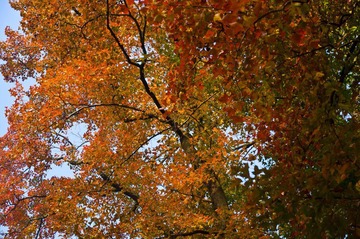 DSC_4519.jpg