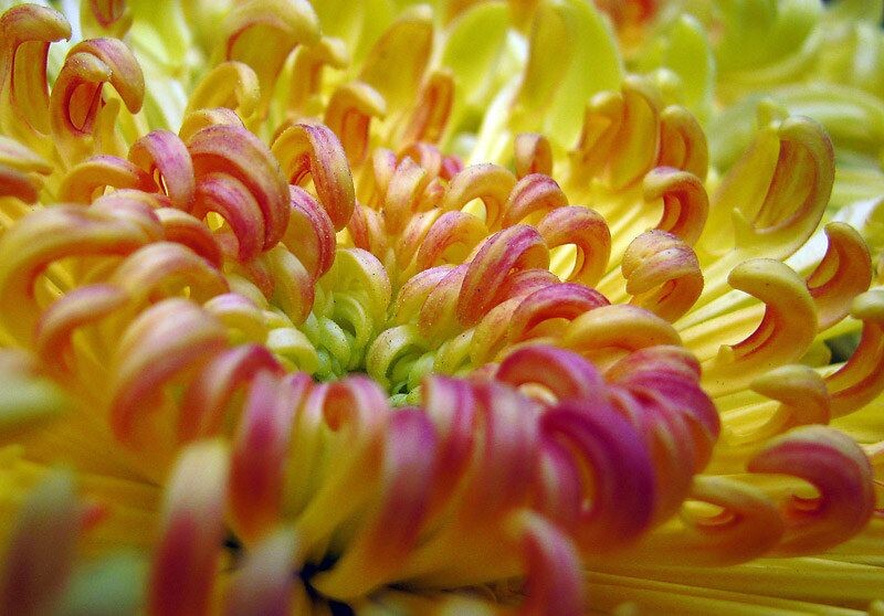 菊花<br />
