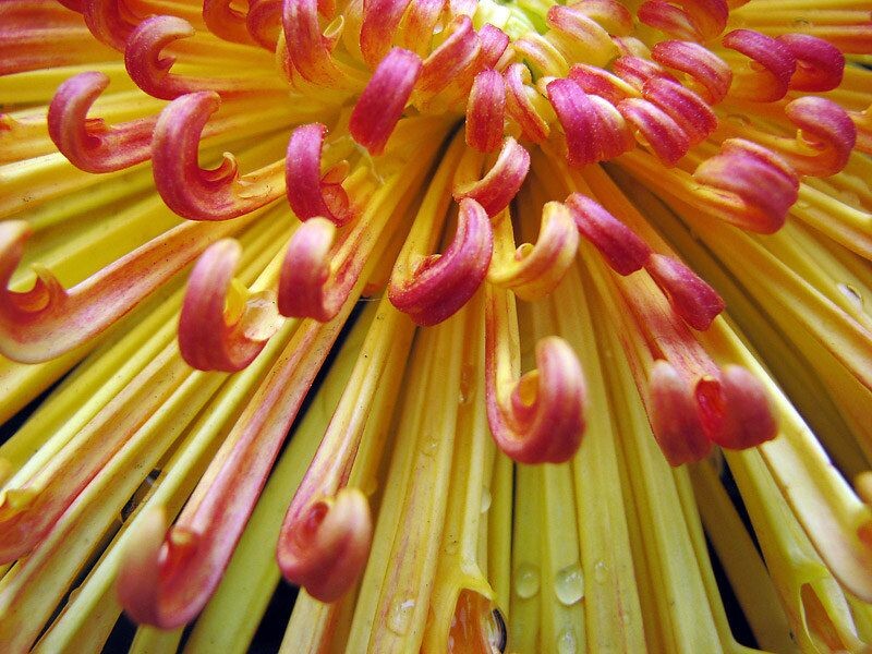 菊花<br />
