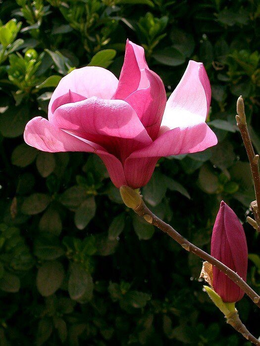 玉兰花<br />
玉兰花