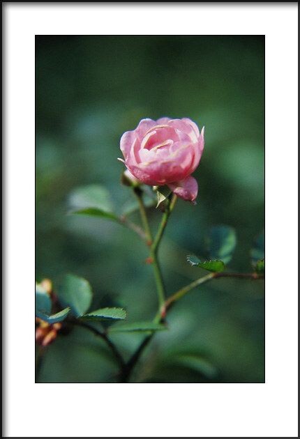 月季花<br />
2010年拍摄。<br />
Canon EOS 50E<br />
Canon EF 28-105/3.5-4.5 + 近摄镜<br />
Kodak EB3