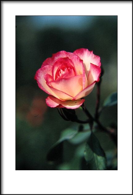 月季花<br />
2010年拍摄。<br />
Canon EOS 50E<br />
Canon EF 28-105/3.5-4.5 + 近摄镜<br />
Kodak EB3