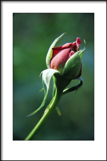 月季花<br />
2010年拍摄。<br />
Canon EOS 50E<br />
Canon EF 28-105/3.5-4.5 + 近摄镜<br />
Kodak EB3