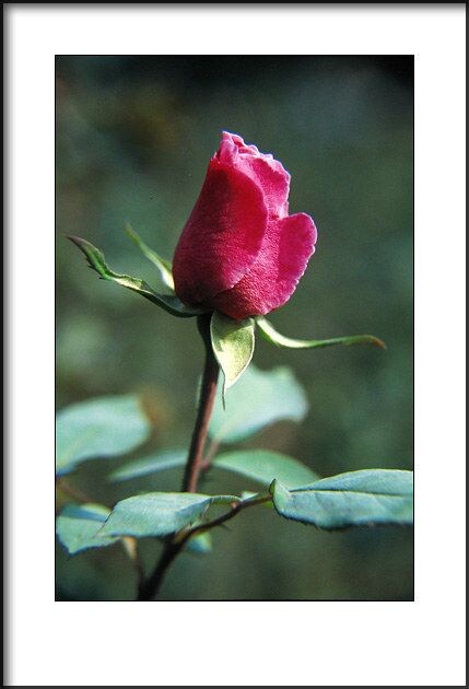 月季花<br />
2010年拍摄。<br />
Canon EOS 50E<br />
Canon EF 28-105/3.5-4.5 + 近摄镜<br />
Kodak EB3