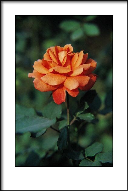 月季花<br />
2010年拍摄。<br />
Canon EOS 50E<br />
Canon EF 28-105/3.5-4.5 + 近摄镜<br />
Kodak EB3