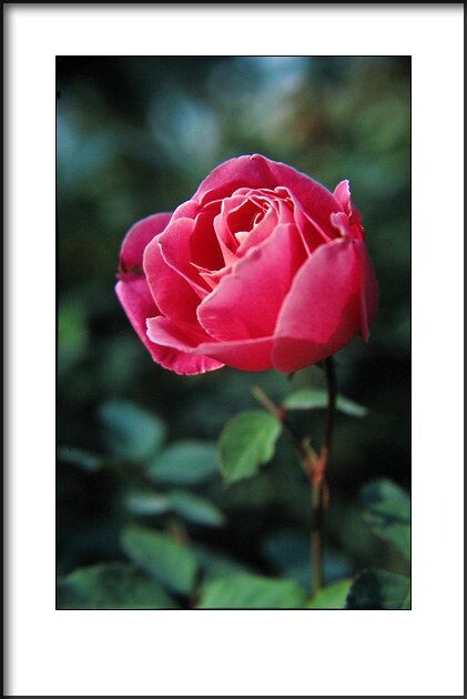 月季花<br />
2010年拍摄。<br />
Canon EOS 50E<br />
Canon EF 28-105/3.5-4.5 + 近摄镜<br />
Kodak EB3