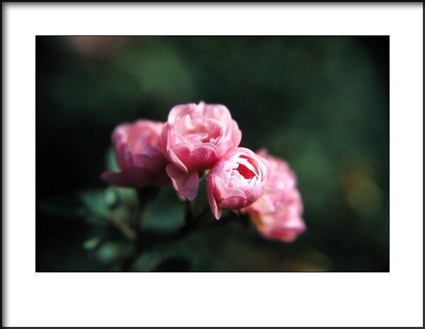 月季花<br />
2010年拍摄。<br />
Canon EOS 50E<br />
Canon EF 28-105/3.5-4.5 + 近摄镜<br />
Kodak EB3
