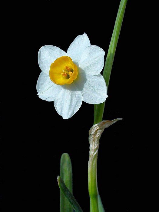 水仙花<br />
水仙花